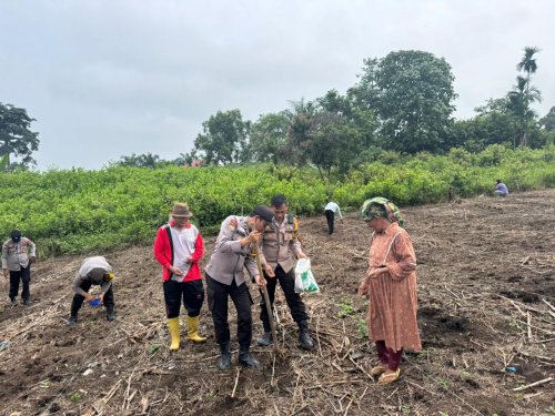 Polsek Rambah Tanam Jagung Hibrida 1,5 Ha Bersama Warga Koto Tinggi